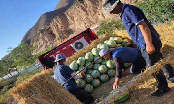靖远县商务局携企业多措并举，助农增收